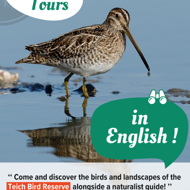 English : Guided morning tours of the Teich Bird Reserve
